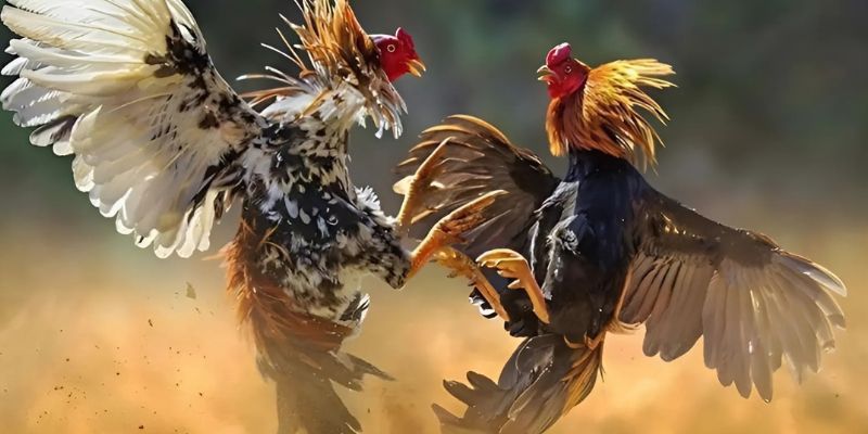 Hãy tìm hiểu các mẹo để thắng lớn với đá gà cúp C1 như cao thủ